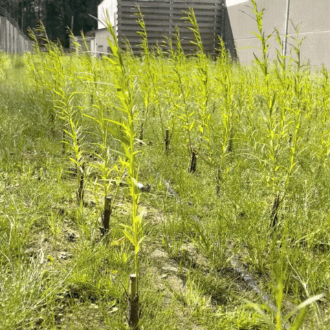 Salix plantering proton finishing hillerstorp